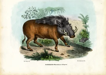 Warthog, 1863-79